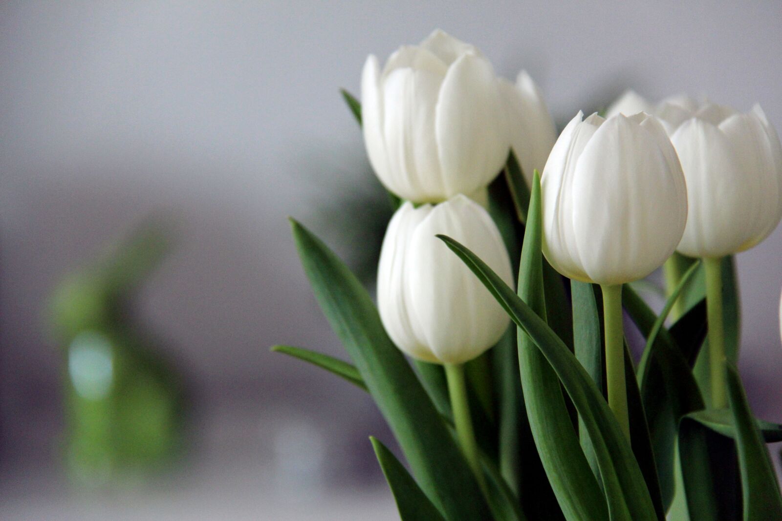 Canon EF-S 18-200mm F3.5-5.6 IS sample photo. Tulips, flowers, plant photography