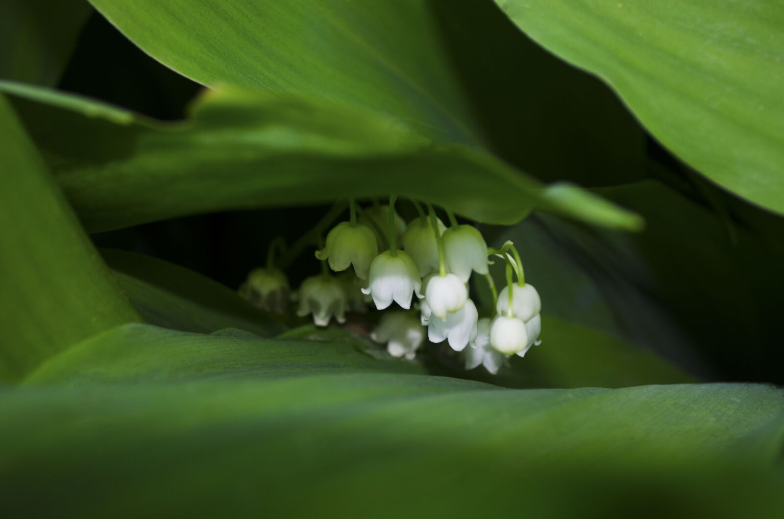 Nikon D5100 sample photo. Lily of the valley photography