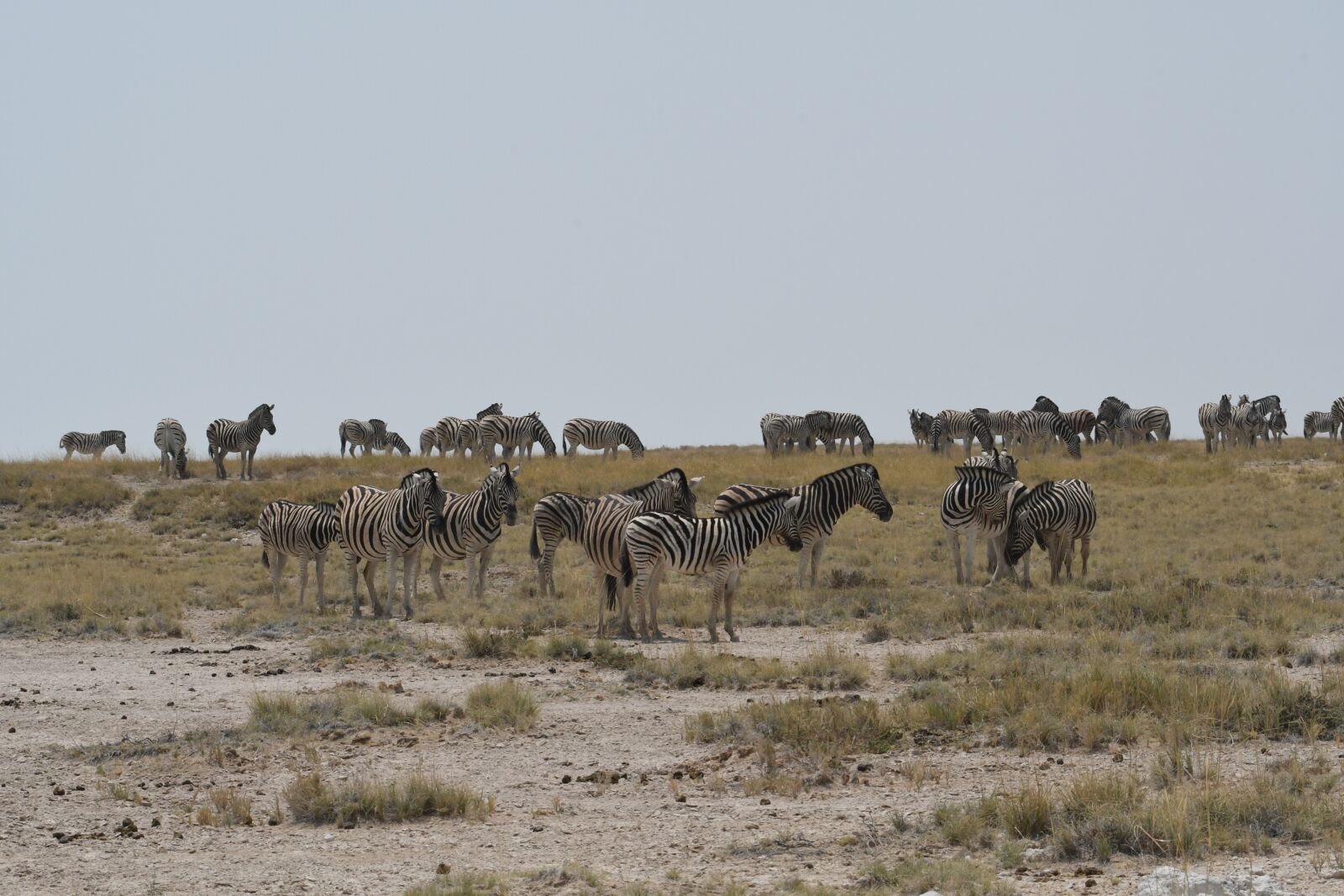 Nikon D500 sample photo. Africa, namibia, etosha photography