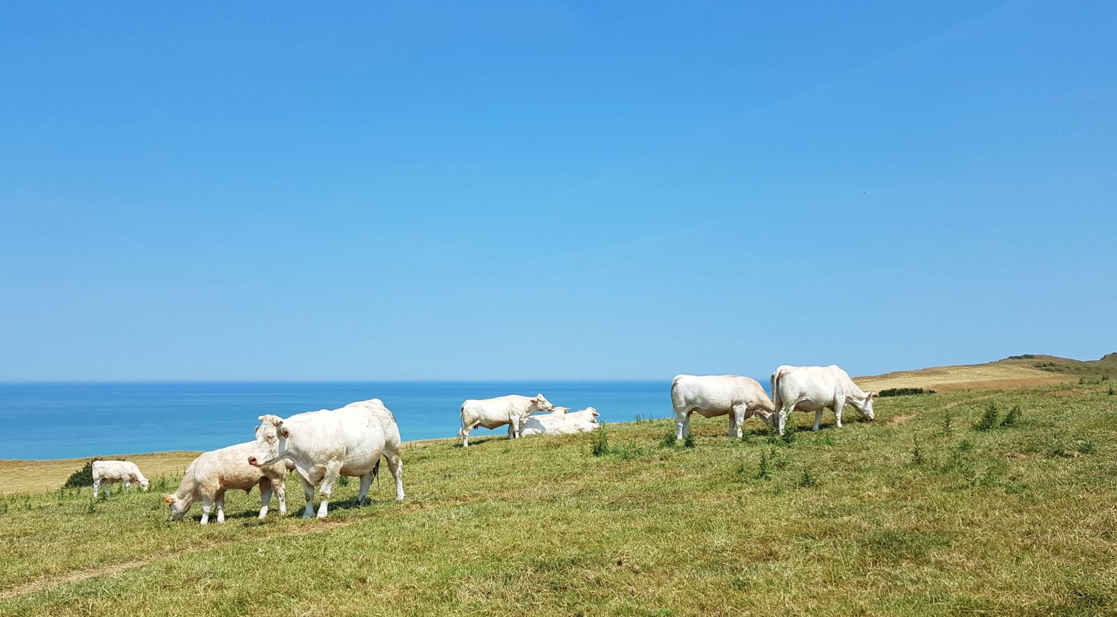 Samsung Galaxy S7 sample photo. Cows, cattle, animals photography