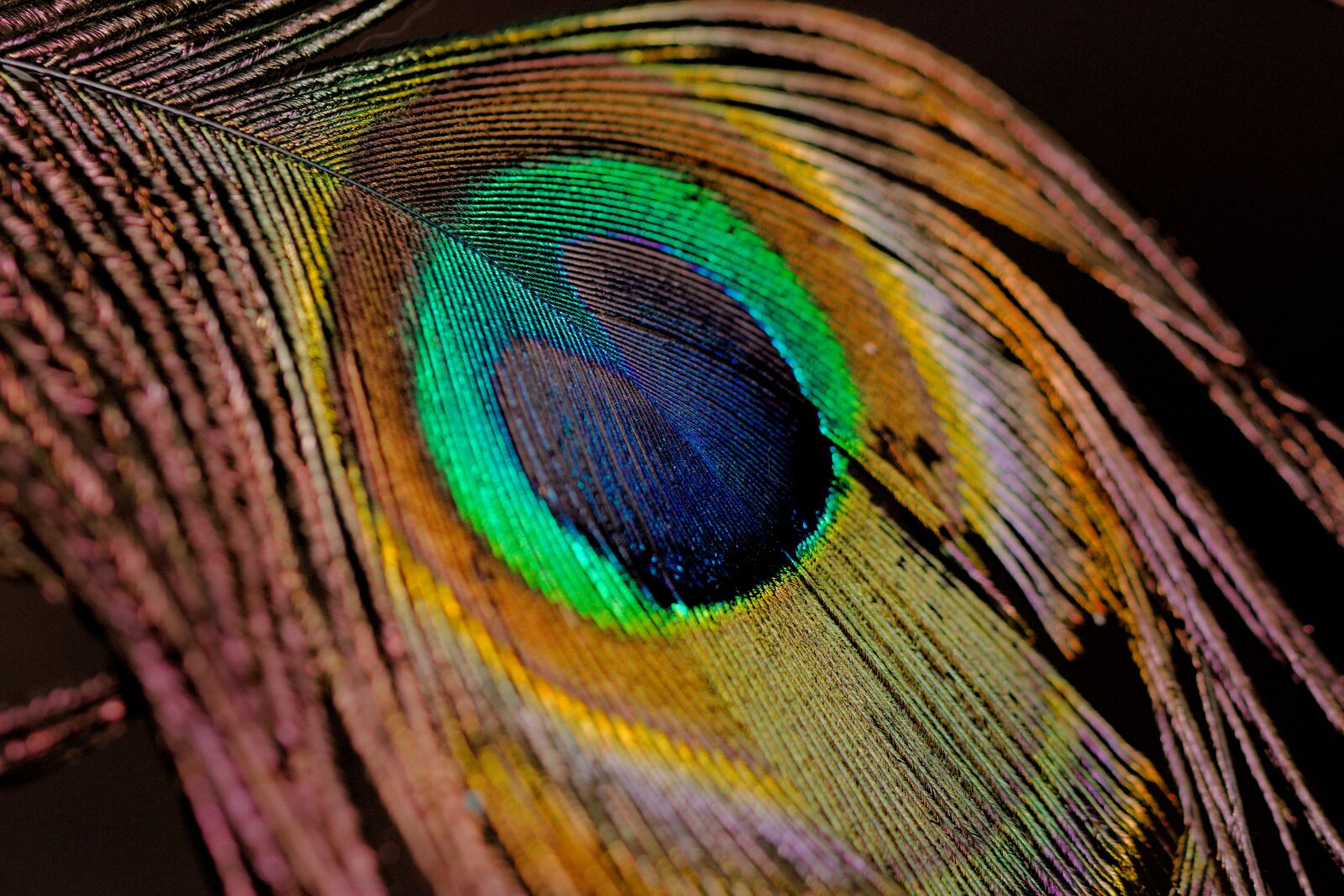 Canon EOS 70D sample photo. Bird, feather, background photography