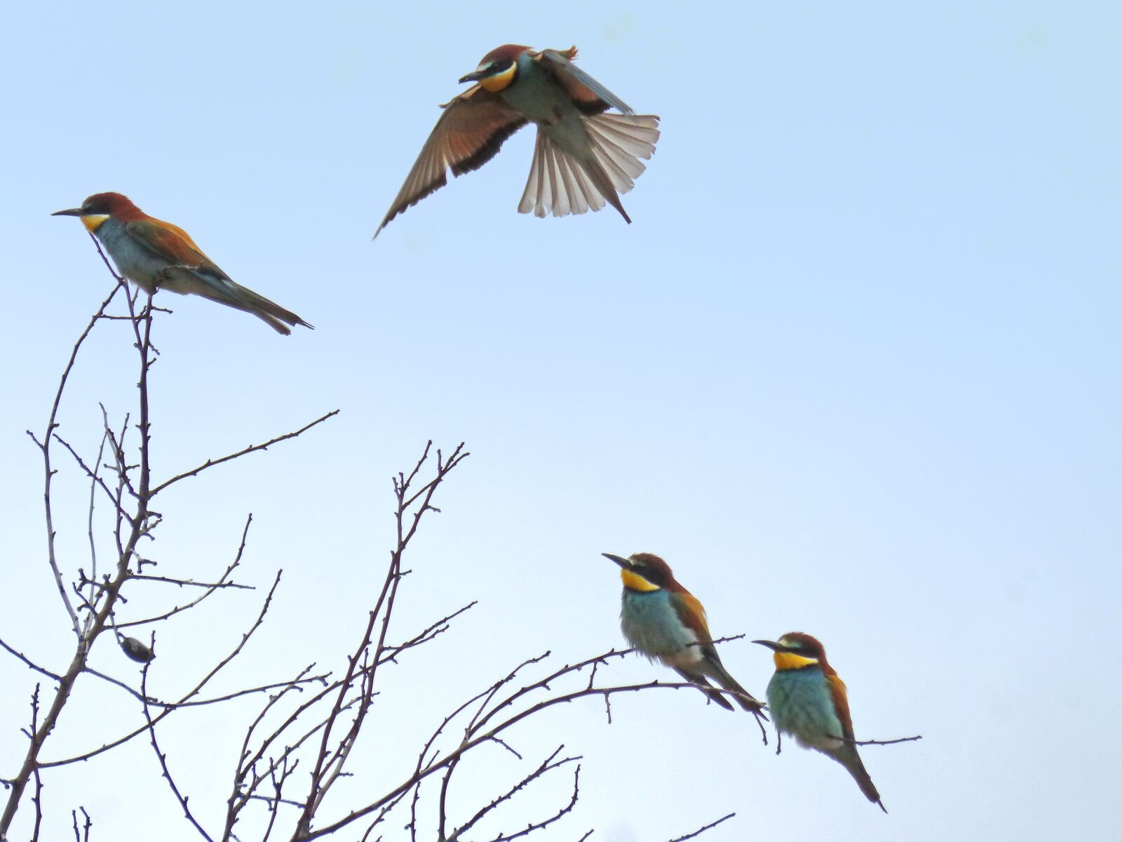 Panasonic DMC-FZ62 sample photo. Bee eaters, fly, branch photography