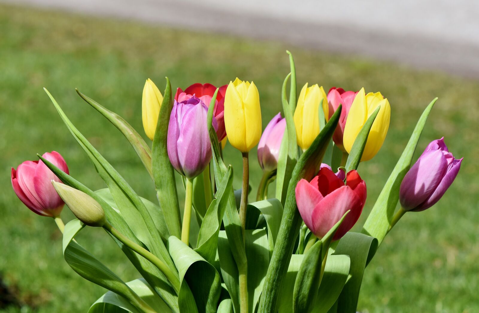 Nikon D7200 sample photo. Tulip, tulip bouquet, blossom photography
