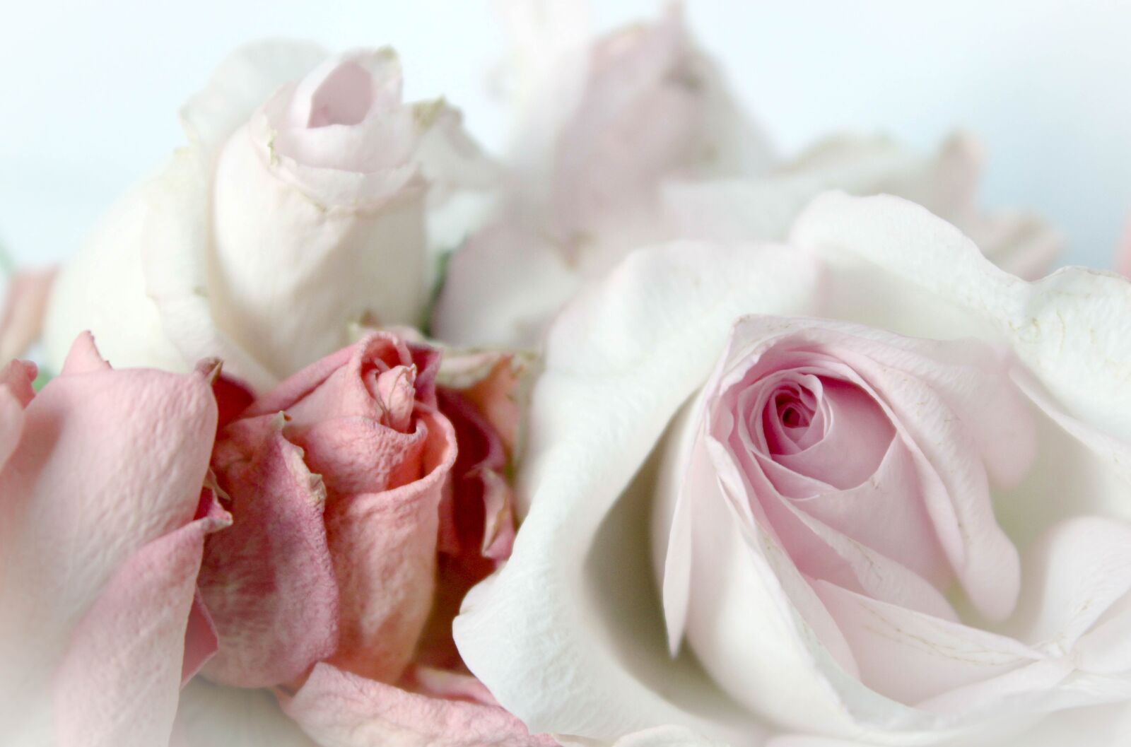 Canon EOS 600D (Rebel EOS T3i / EOS Kiss X5) sample photo. Roses, romantic, background photography