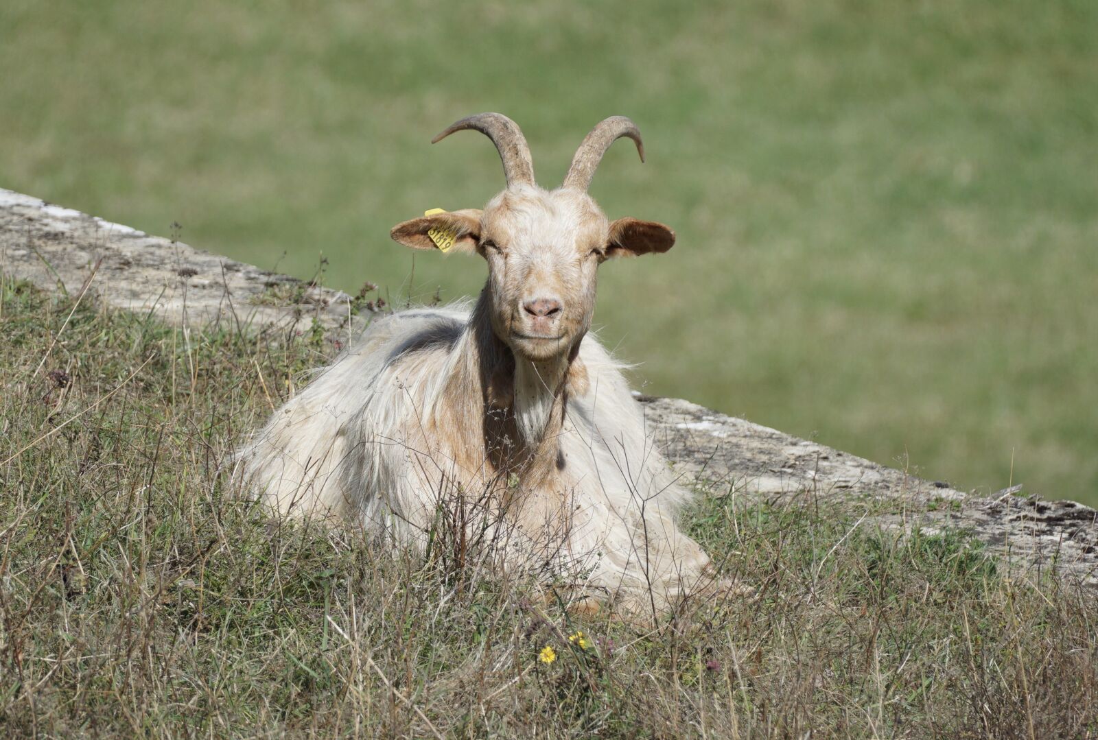 Sony a6000 + Sony E 70-350mm F4.5-6.3 G OSS sample photo. Goat, horns, ruminant photography