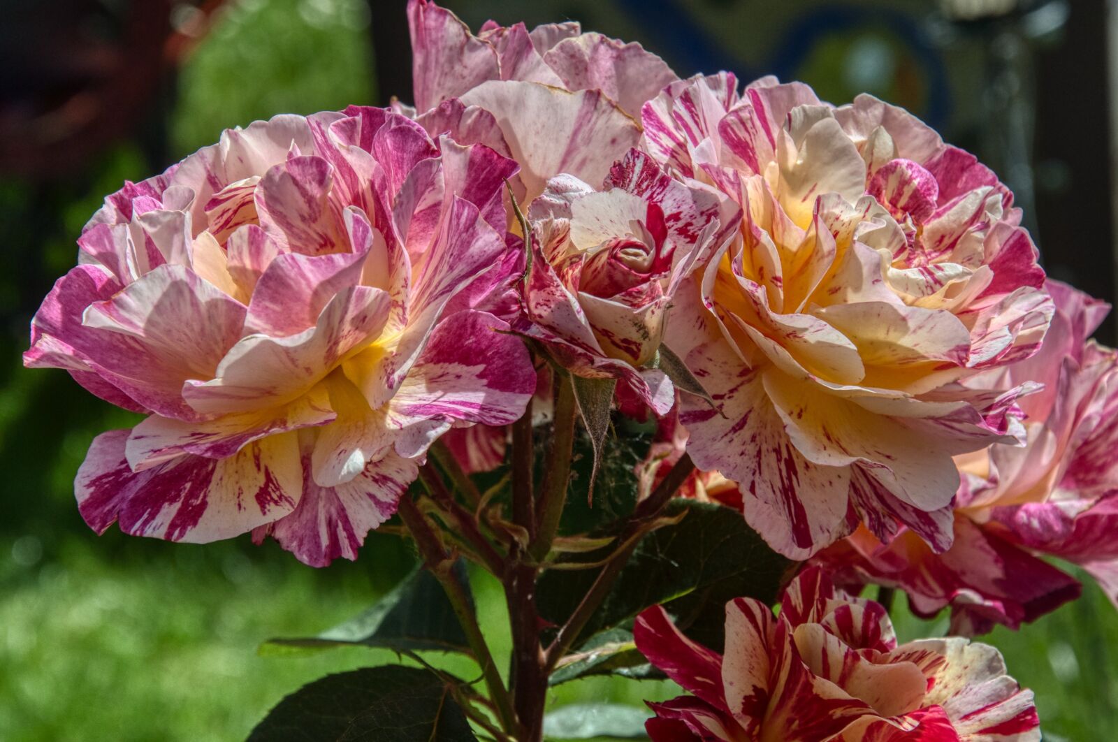 Nikon D5000 sample photo. Roses, bi color, scheckig photography