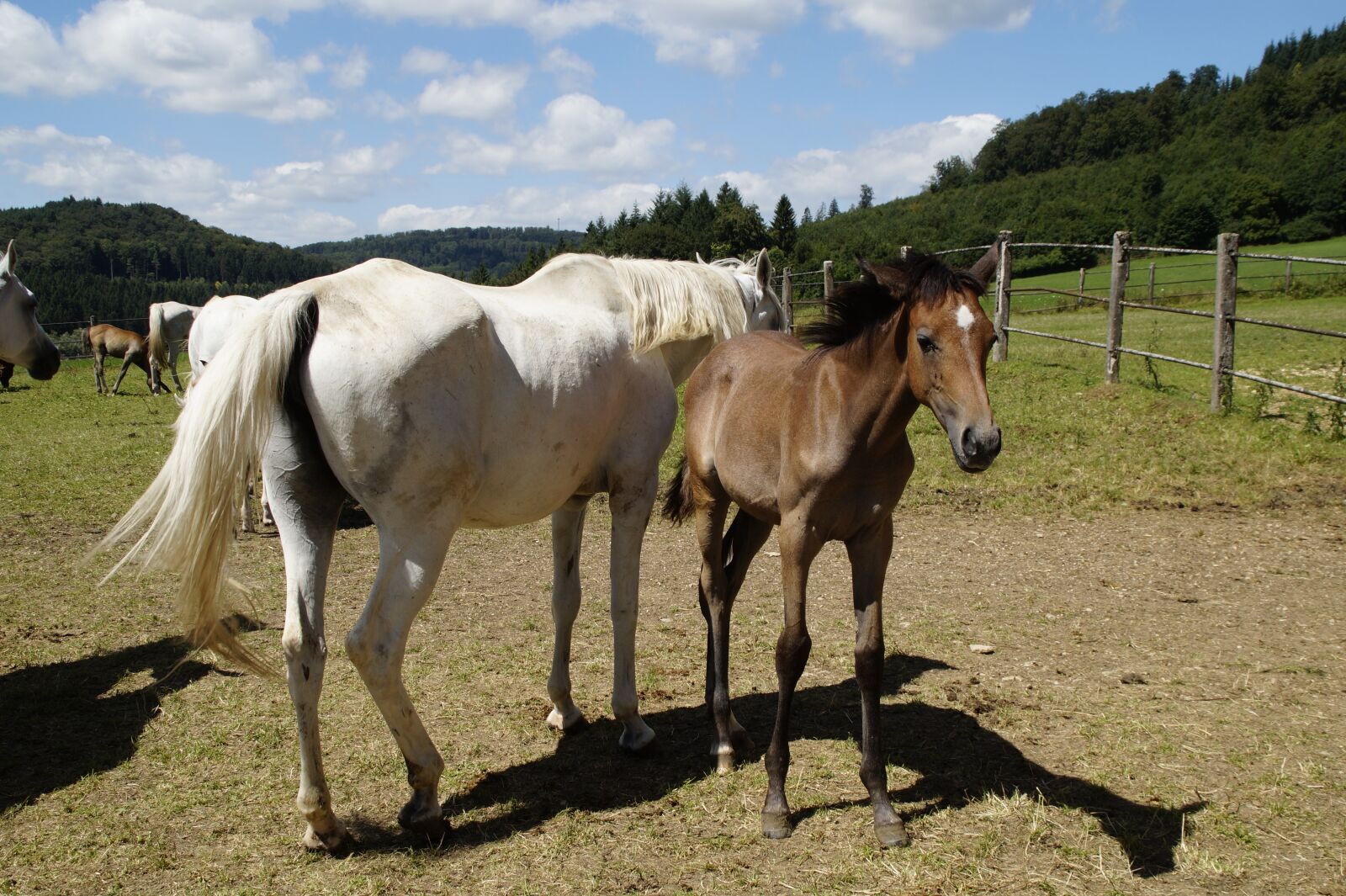 Sony SLT-A58 sample photo. Country stud, stud, mare photography