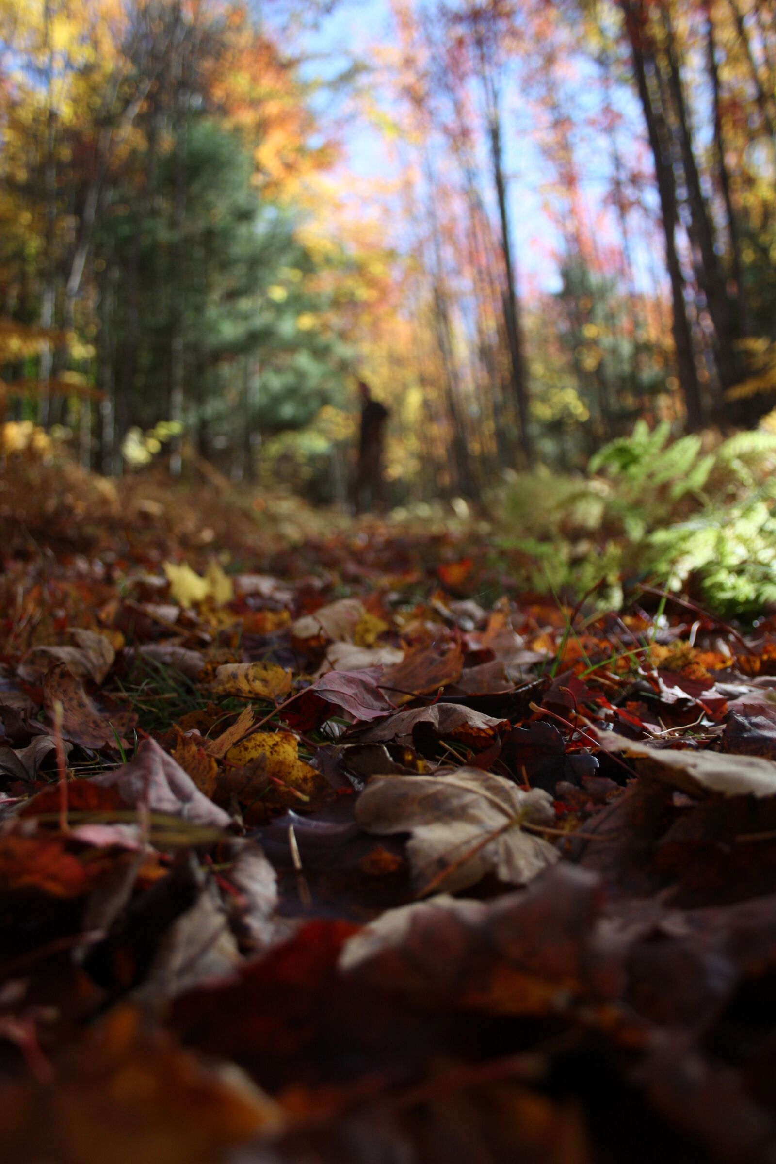 Canon EF-S 18-55mm F3.5-5.6 II sample photo. Leaves, autumn, coutryside photography