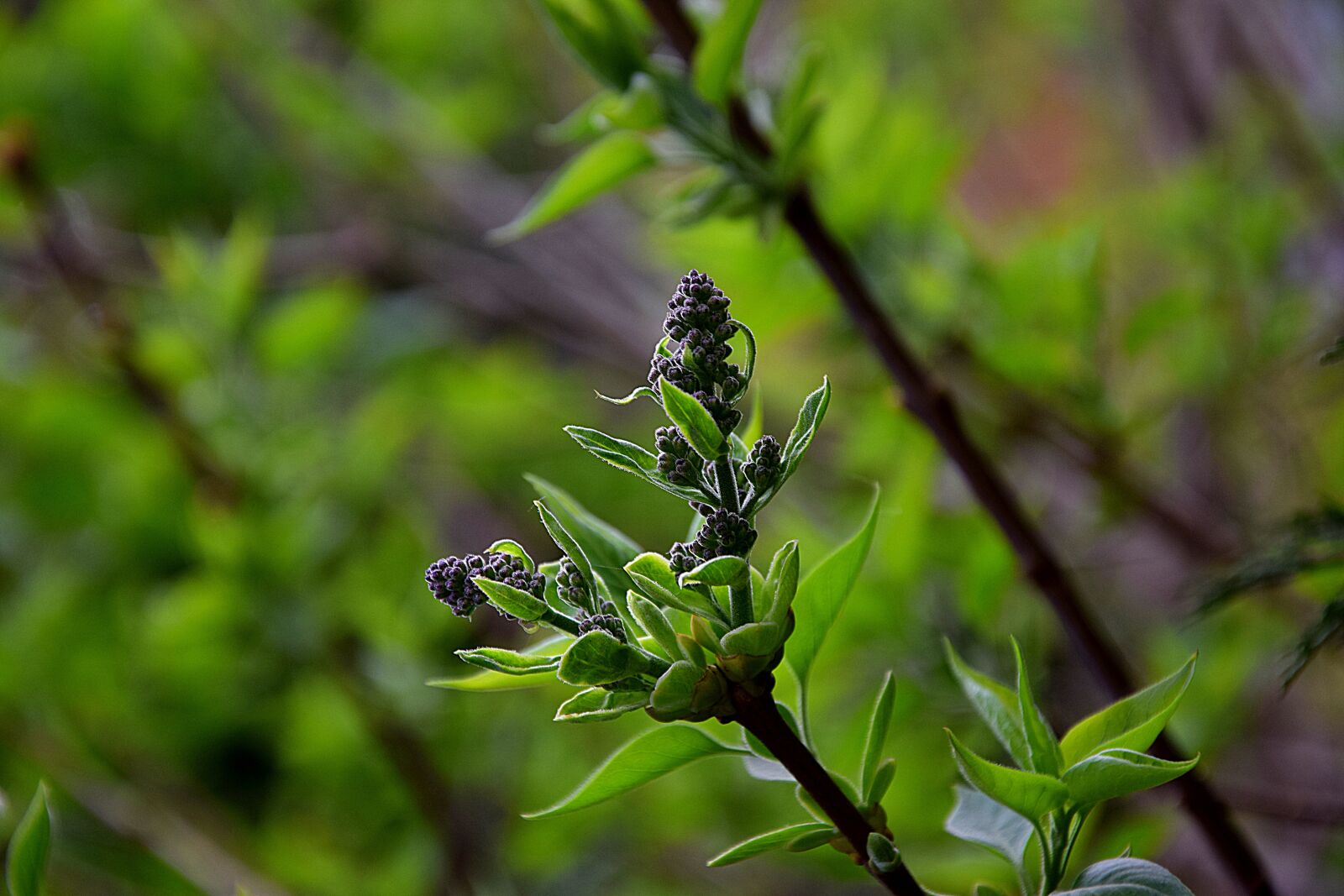 Nikon D3300 sample photo. Leaf, nature, plant photography