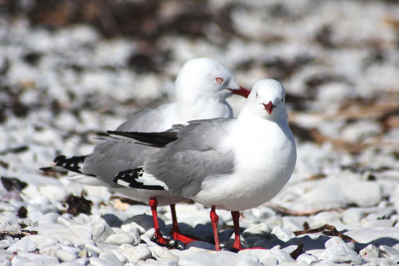 Canon EOS 40D sample photo. Bird, animal world, nature photography