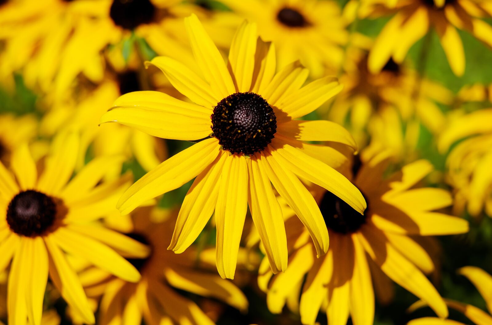 Fujifilm X-T10 + Fujifilm XF 35mm F1.4 R sample photo. Flower, coneflower, ordinary sonnenhut photography