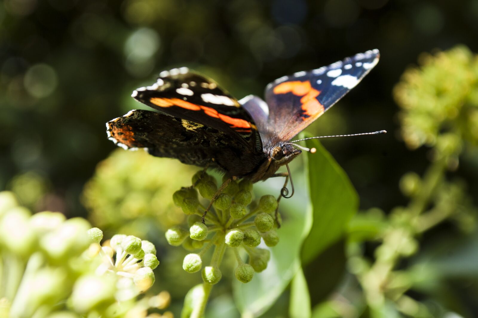 Nikon D40 sample photo. Butterfly, plant, insect photography
