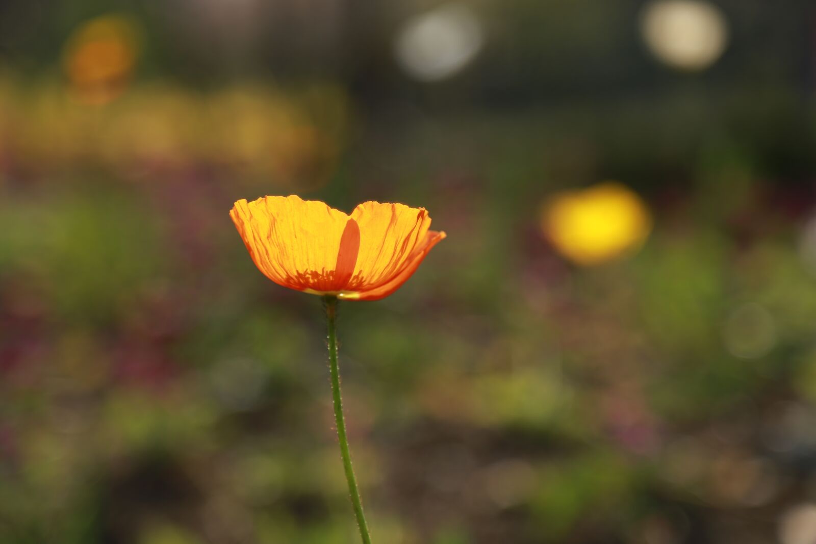 Canon EOS 6D + Canon EF 24-105mm F4L IS USM sample photo. Noel online gift shop photography