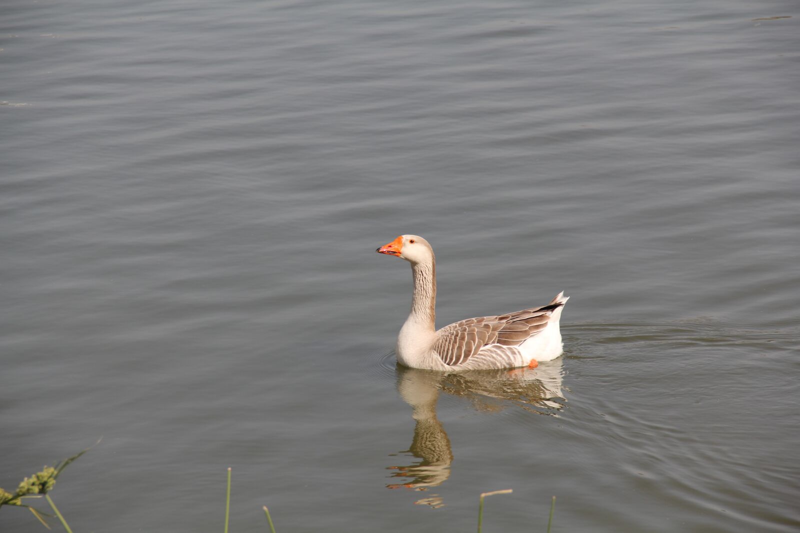 Canon EF-S 18-135mm F3.5-5.6 IS sample photo. Duck, bird, wildlife photography