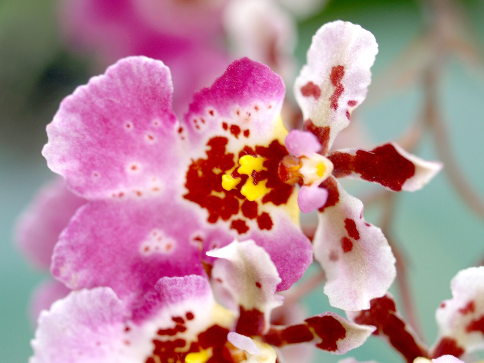 Olympus E-300 (EVOLT E-300) sample photo. Orchid, flower, bright photography