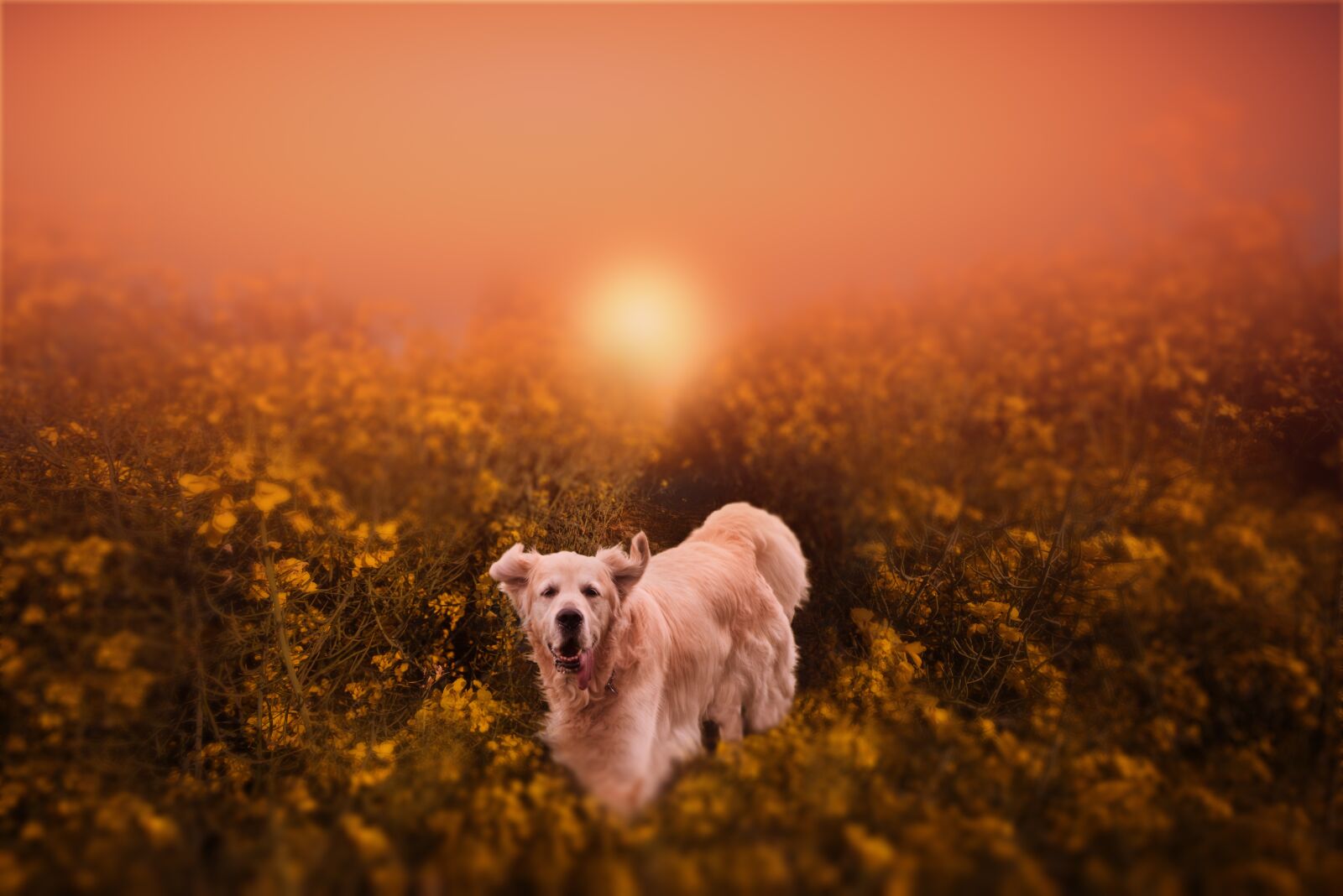 Nikon D810 sample photo. Dog, animals, summer photography