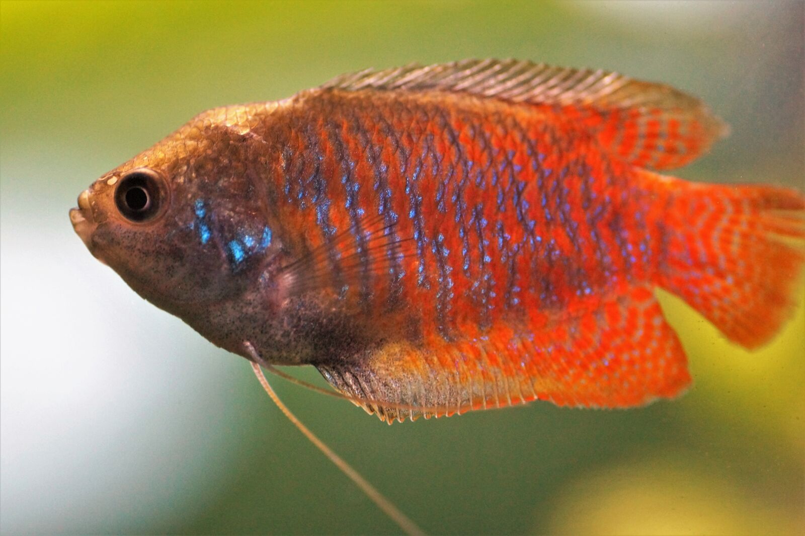 Sony SLT-A58 sample photo. Gourami, stunted, male photography