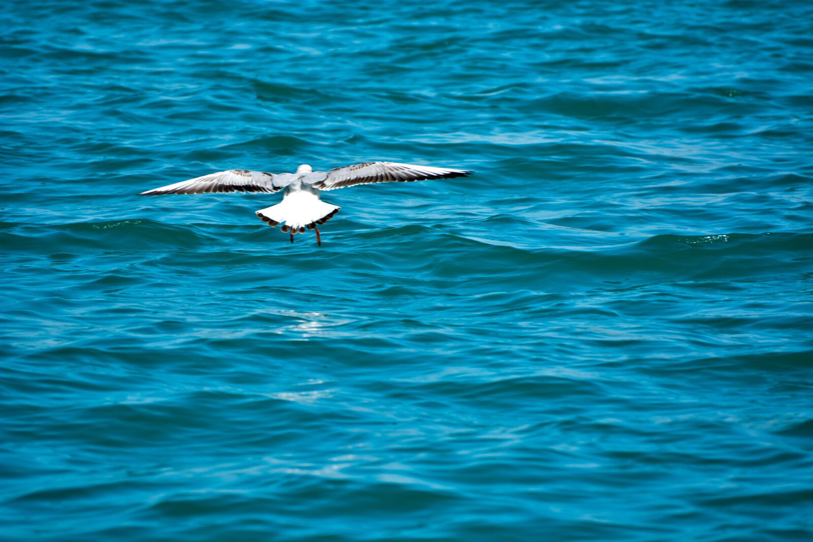 Nikon D5200 sample photo. White pigeon, sea, india photography
