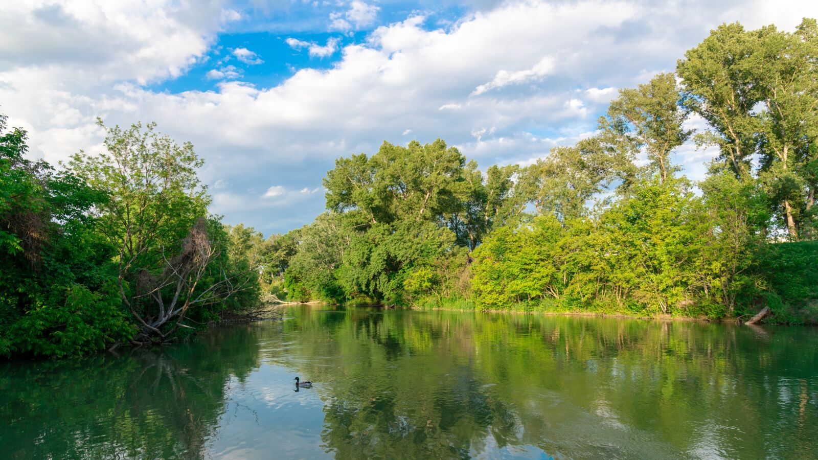 Nikon D850 sample photo. River, trees, duck photography