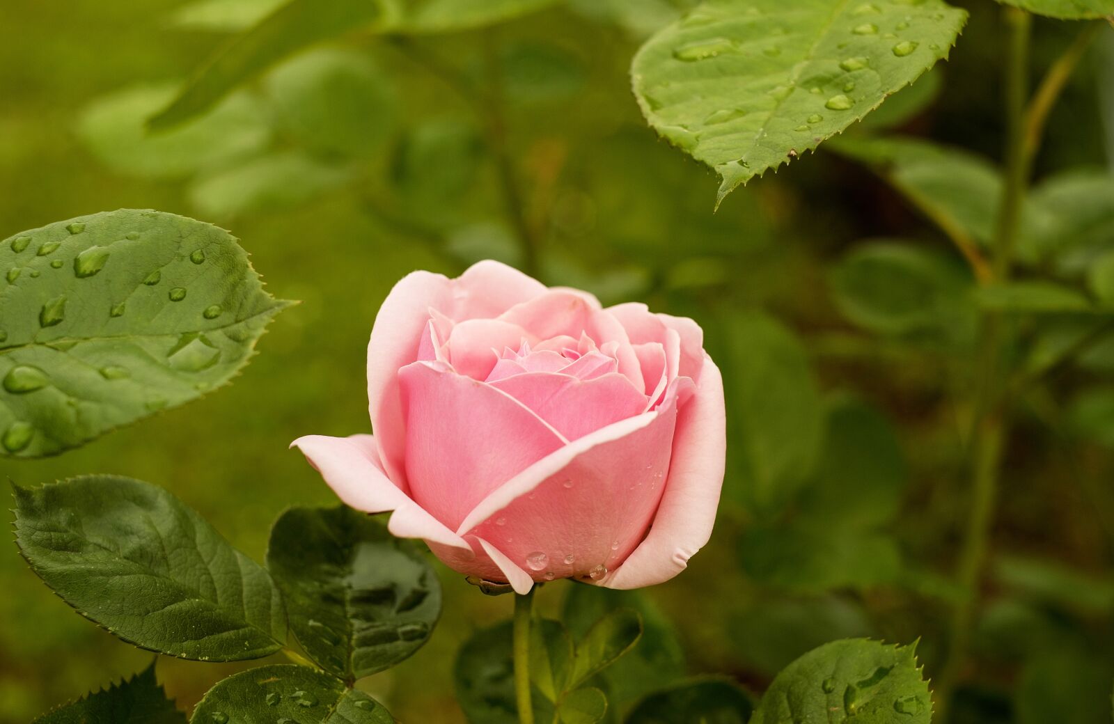 Fujifilm X-T10 + Fujifilm XF 35mm F1.4 R sample photo. Rose, flower, bloom photography