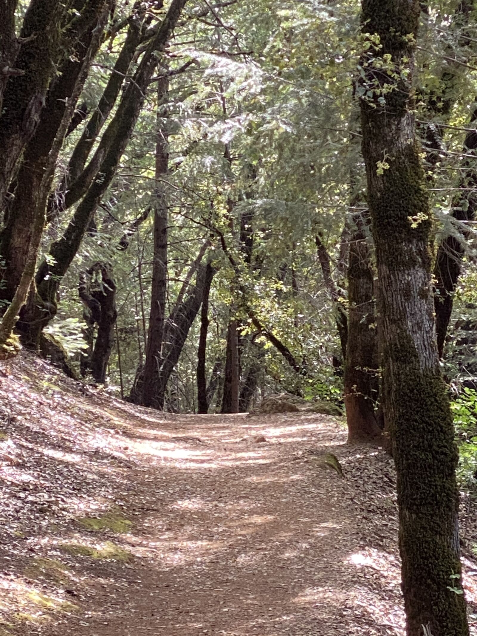 iPhone 11 Pro Max back triple camera 6mm f/2 sample photo. Forest, path, mystical photography