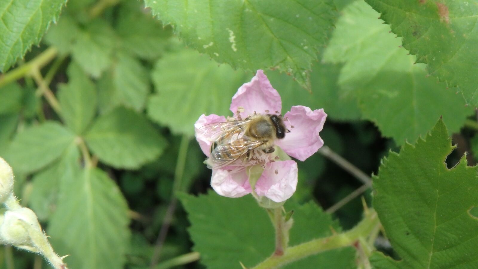 Olympus TG-860 sample photo. Bee, wild bee, blackberry photography