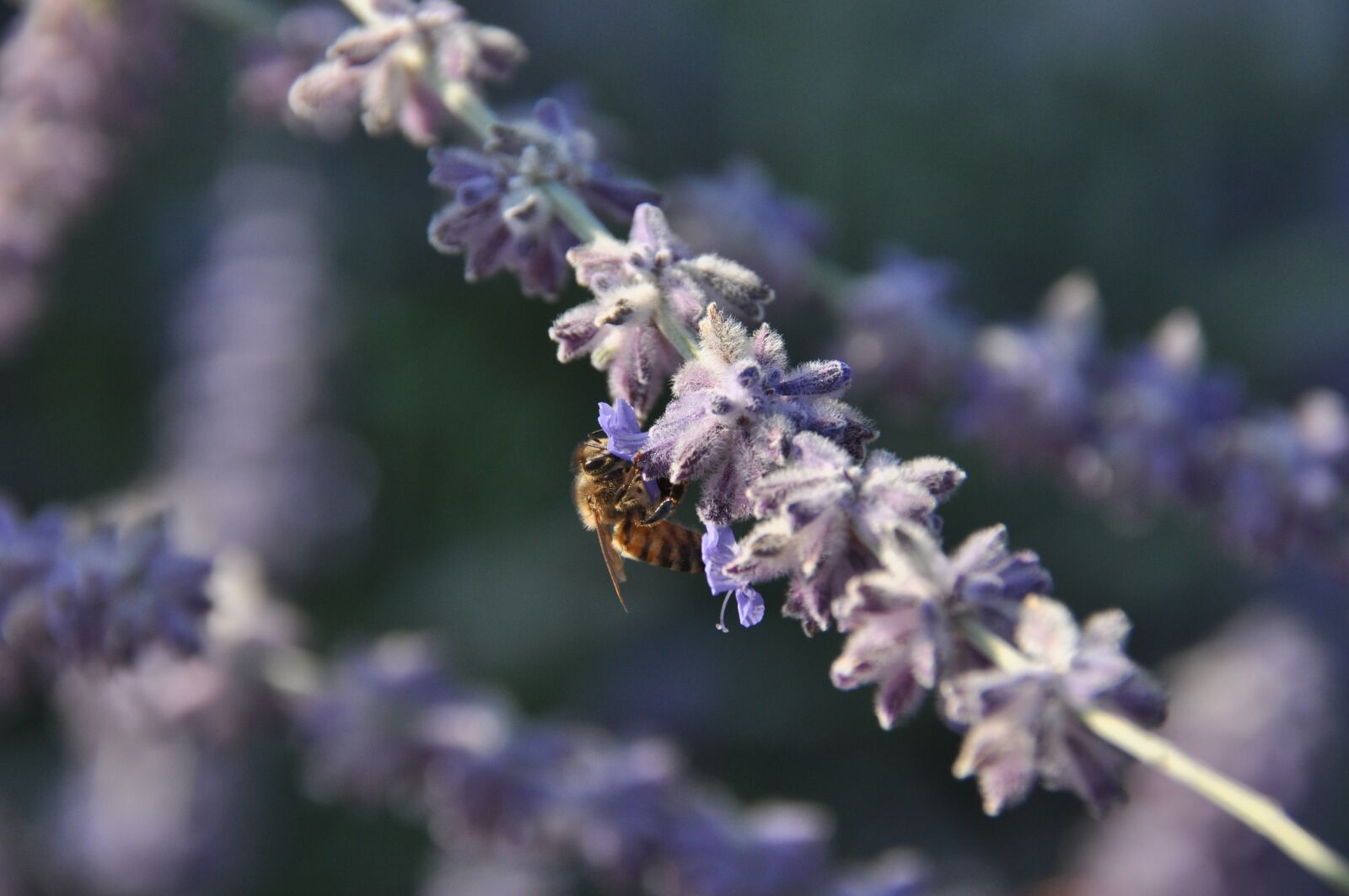 Nikon D90 sample photo. Bee, forage, flower photography