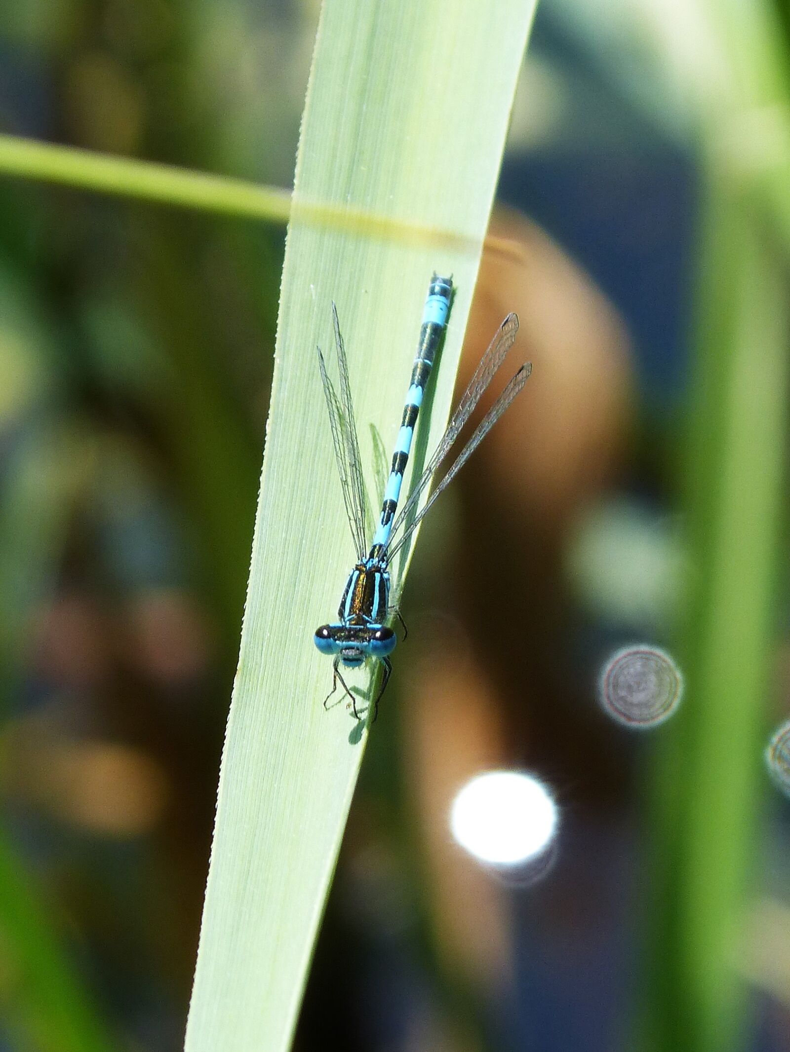 Panasonic DMC-FZ62 sample photo. Dragonfly, leaf, flying insect photography