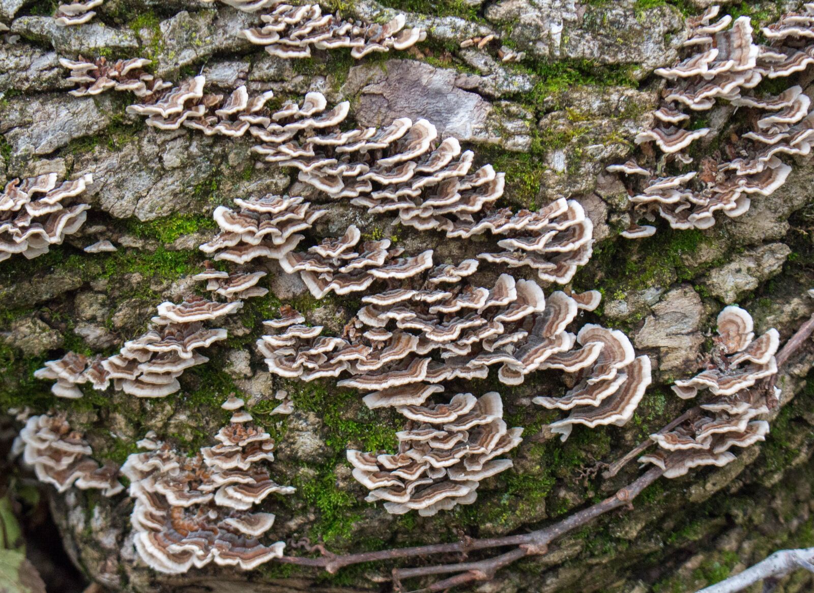Canon EOS 700D (EOS Rebel T5i / EOS Kiss X7i) sample photo. Fungus, mushroom, moss photography