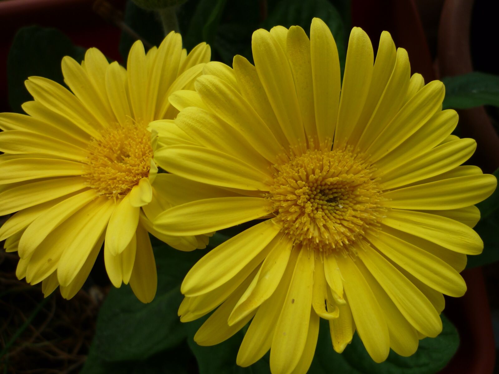 Panasonic Lumix DMC-FS6 sample photo. Gerbera, flower, yellow photography
