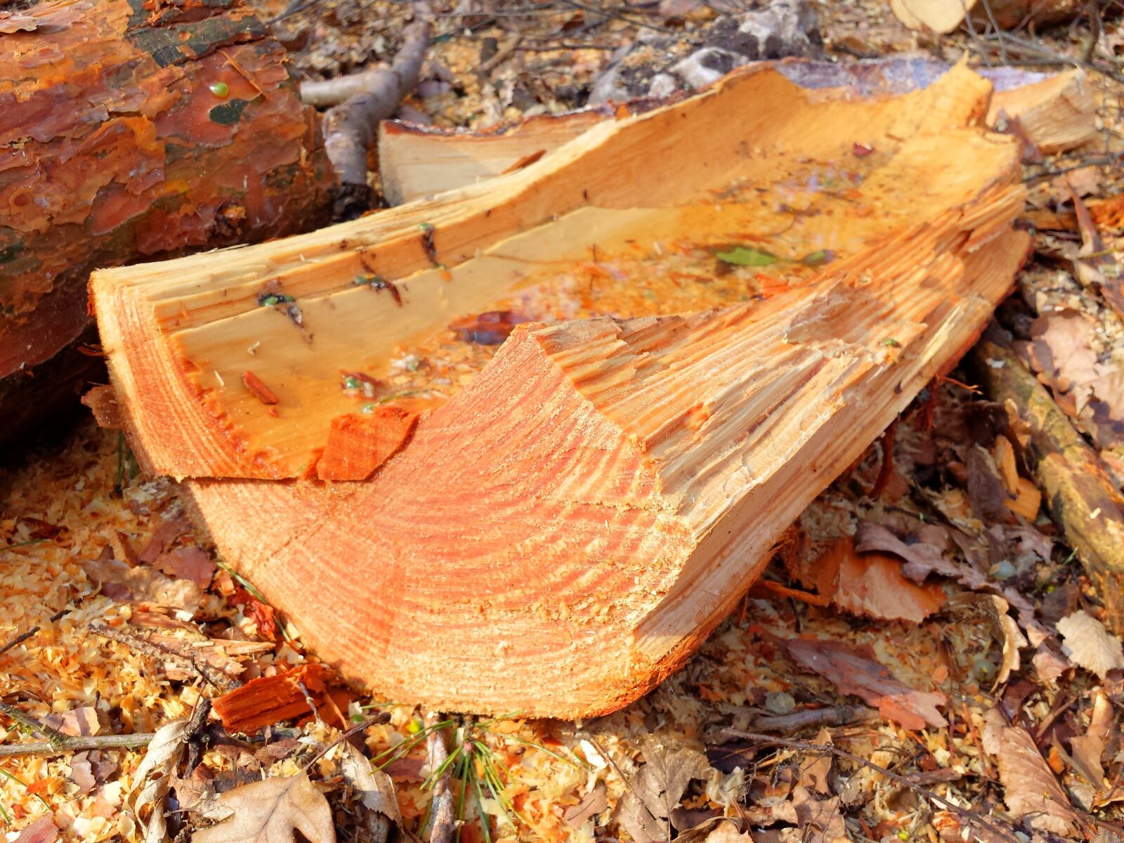 Samsung Galaxy S4 sample photo. Tree, wood, forest photography