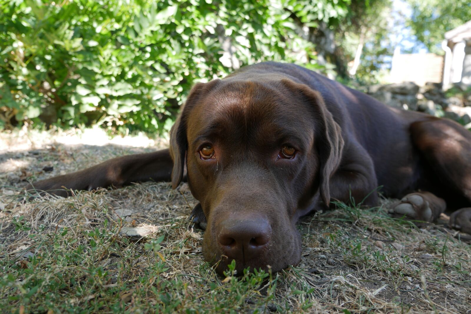 Panasonic DMC-G70 sample photo. Labrador, dog, brown photography