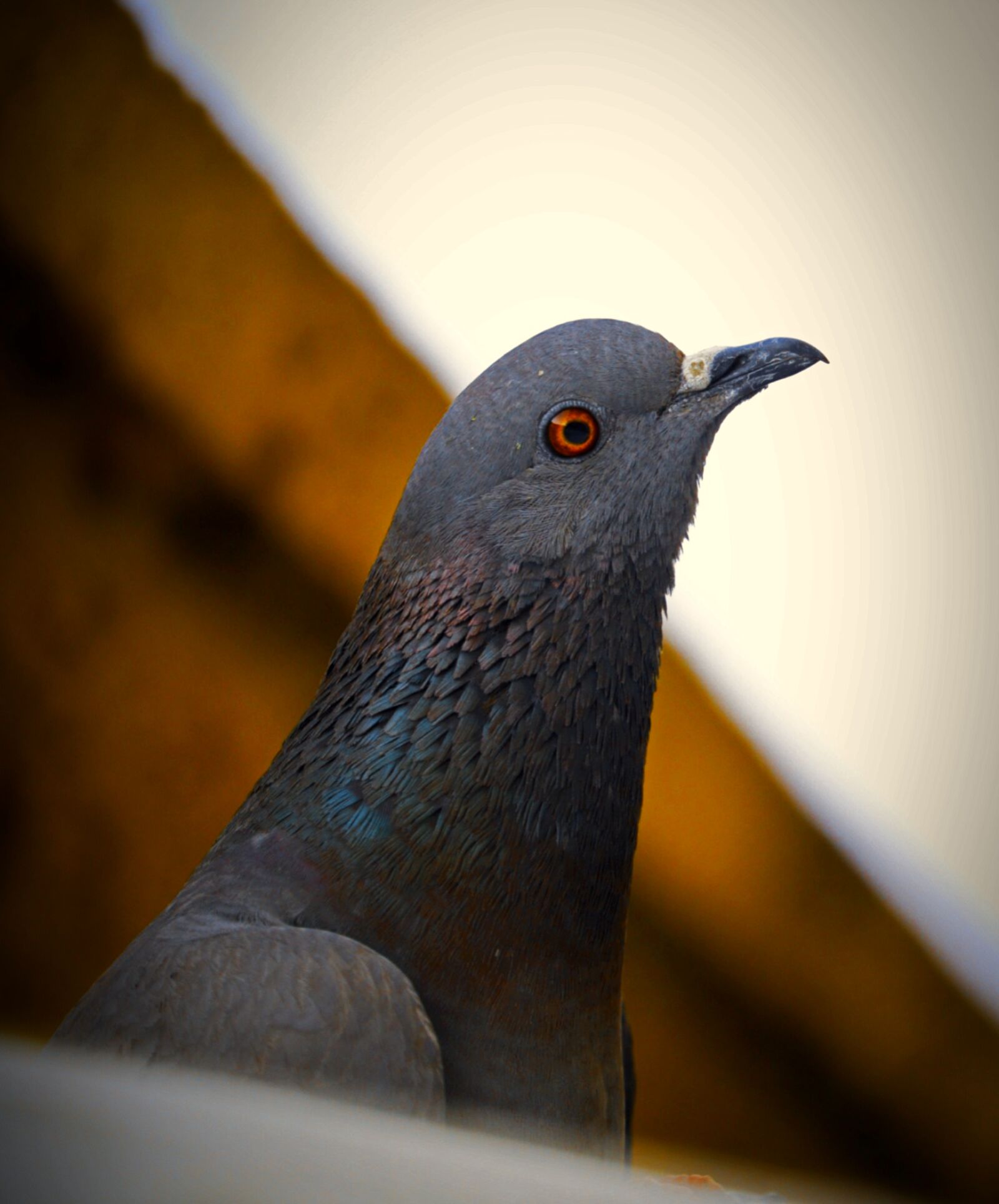 Canon EOS 250D (EOS Rebel SL3 / EOS Kiss X10 / EOS 200D II) sample photo. Bird, pigeon, rock pigeon photography