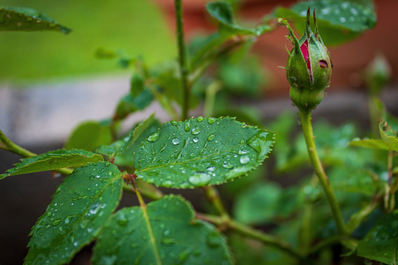 Canon EOS 4000D (EOS Rebel T100 / EOS 3000D) sample photo. Leaves, green, dew photography