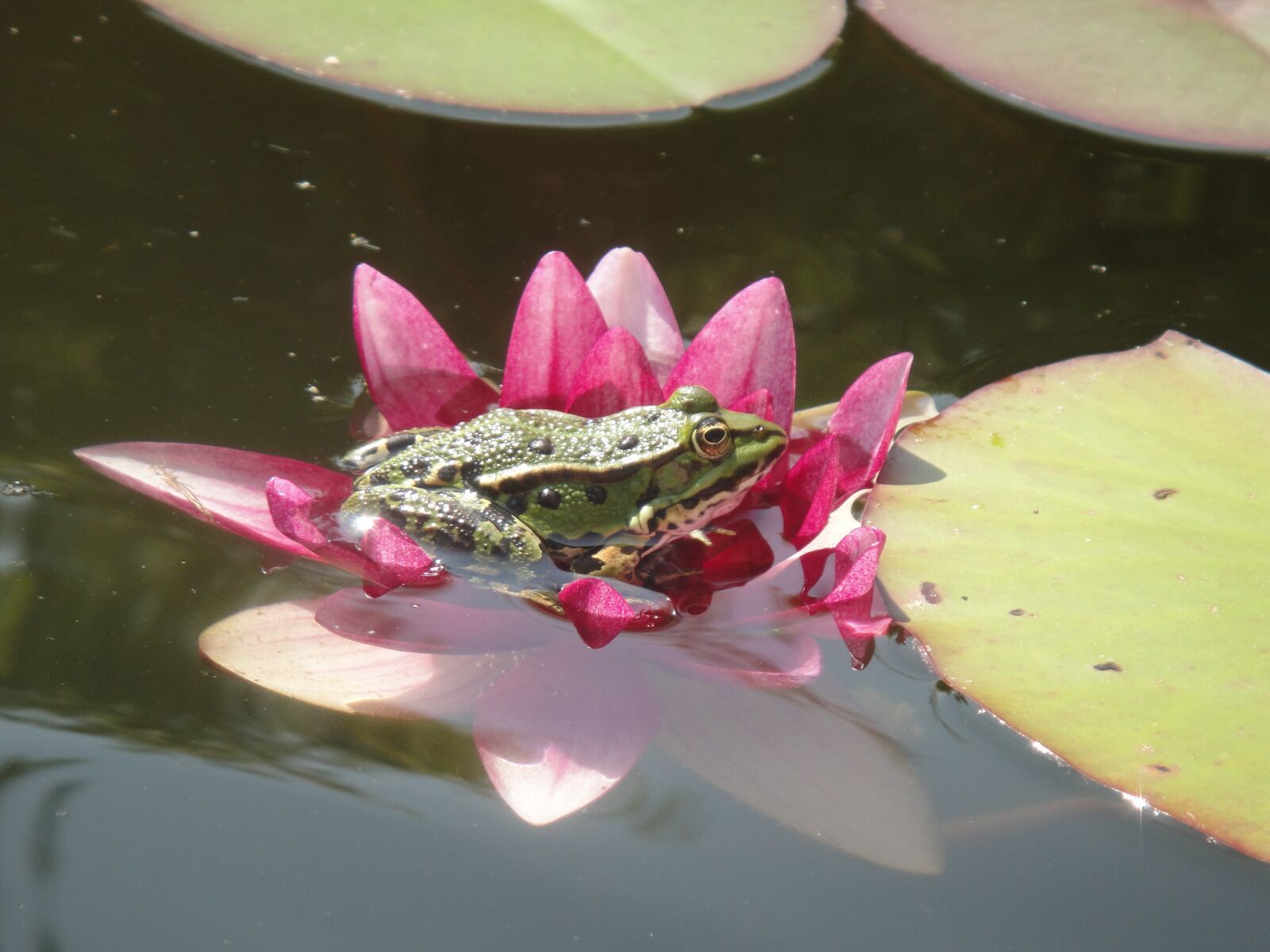 Sony DSC-TX1 sample photo. Frog, amphibian, pond photography