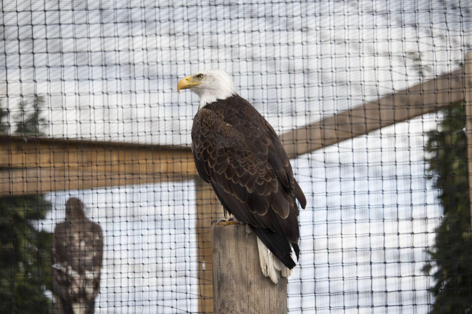 Canon EOS 77D (EOS 9000D / EOS 770D) sample photo. Raptor, bird of prey photography