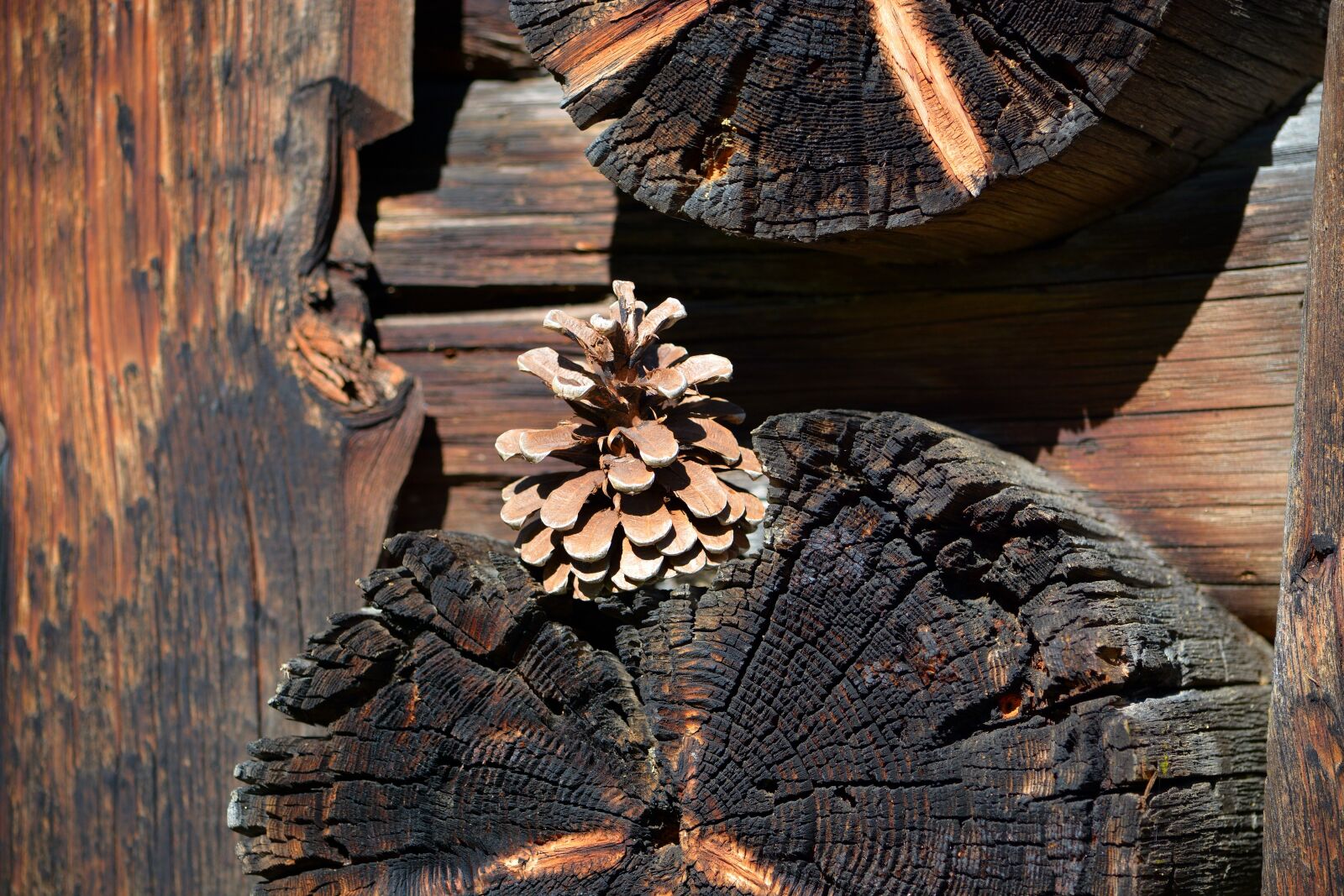 Nikon D7100 sample photo. Pine cones, wood, brown photography