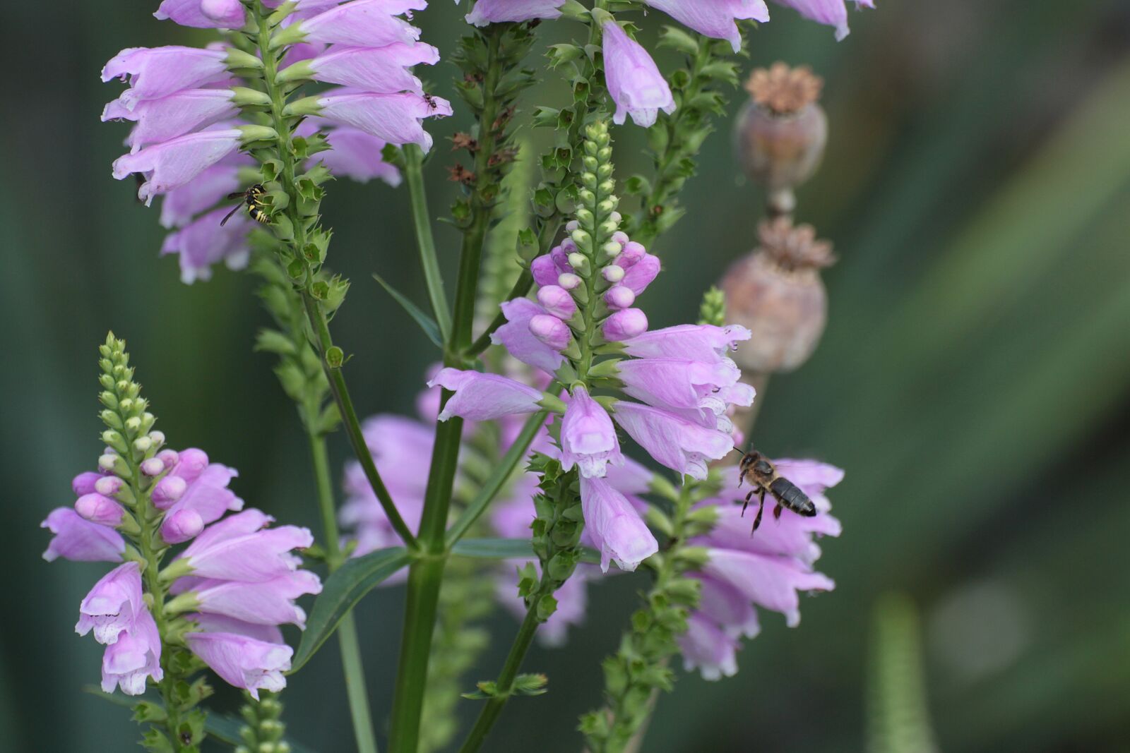 Canon EOS 600D (Rebel EOS T3i / EOS Kiss X5) sample photo. Bee, blossom, bloom photography