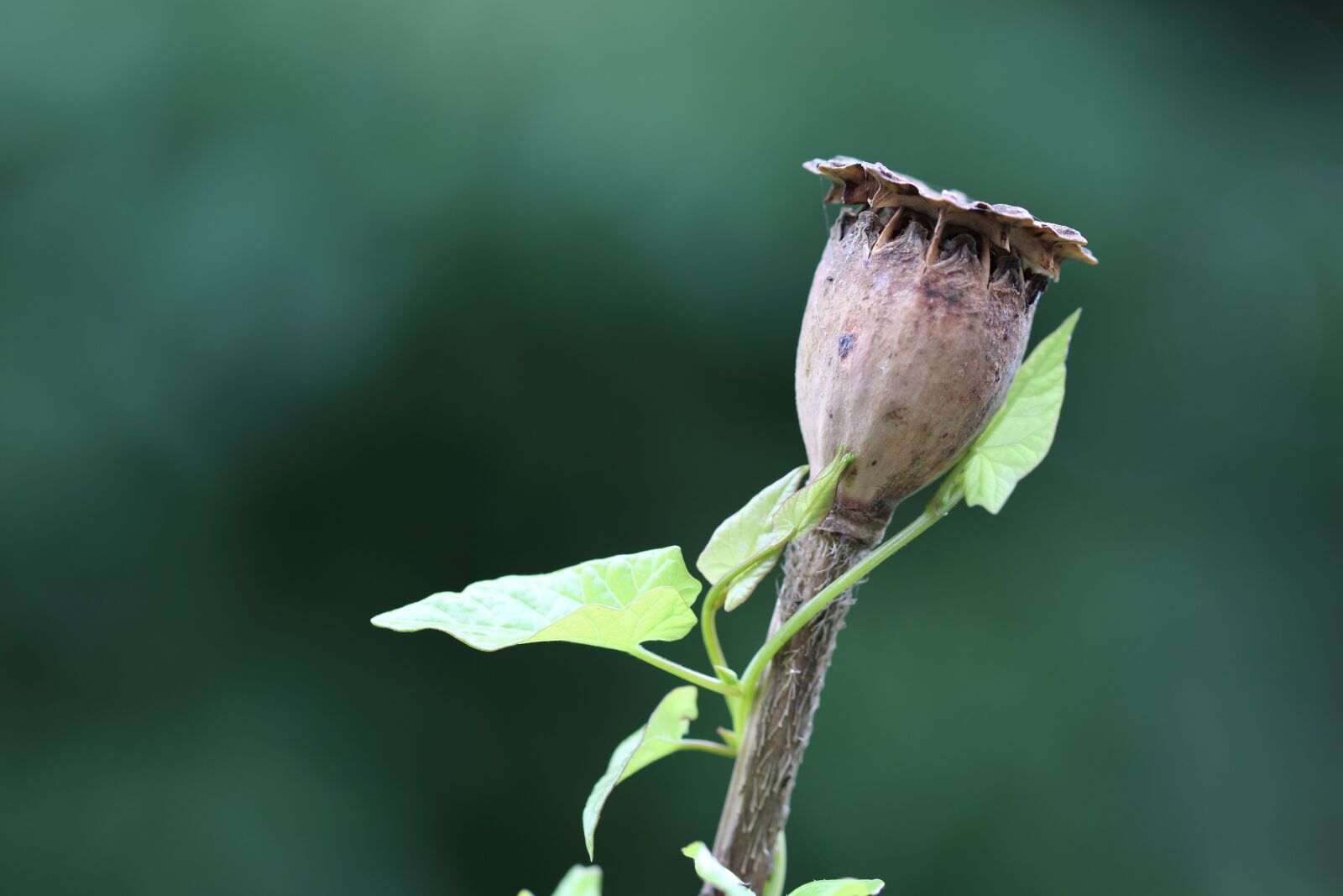 Canon EOS 80D sample photo. Poppy, poppy capsule, boll photography