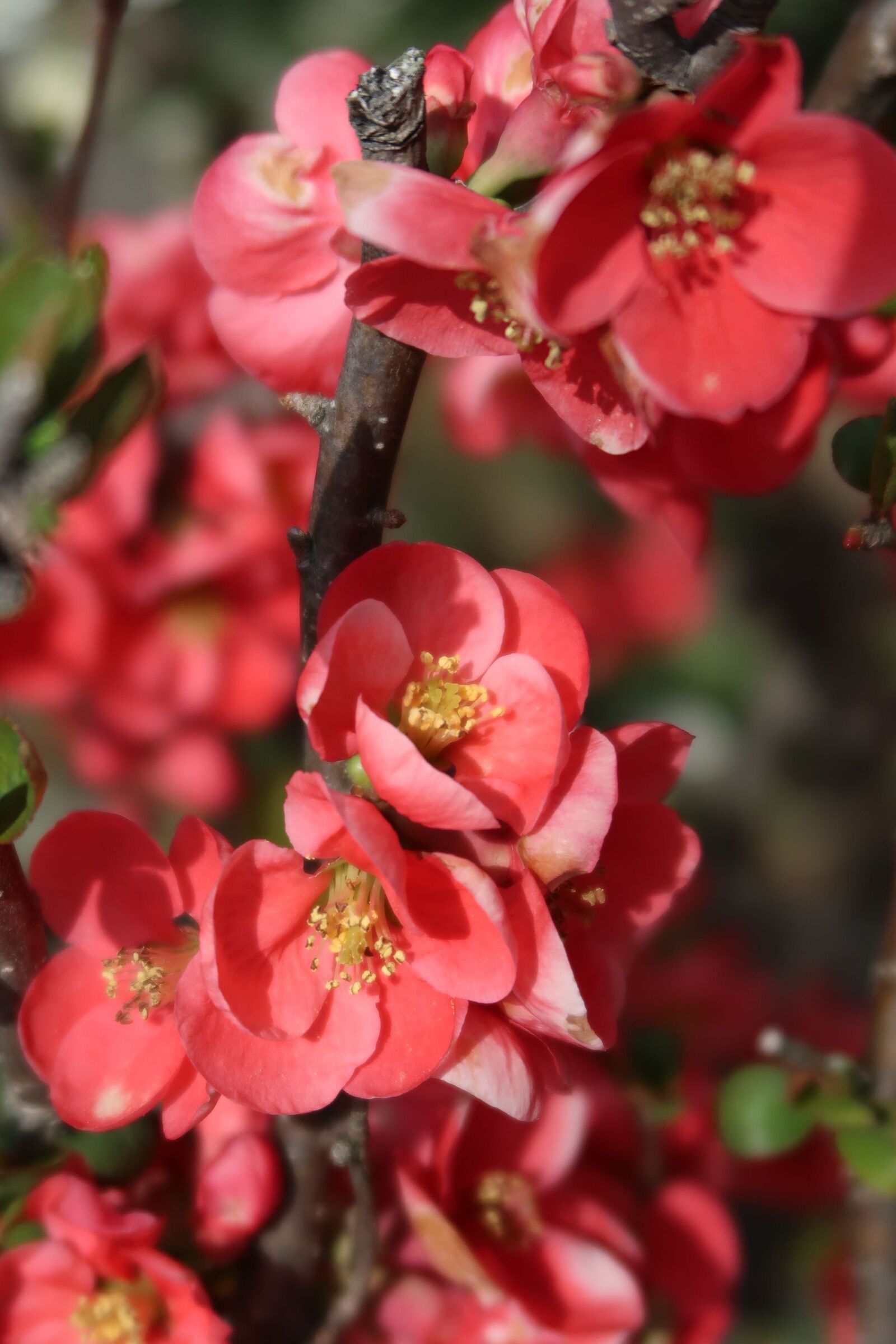Canon PowerShot G7 X Mark II sample photo. Natural, flowers, plum photography