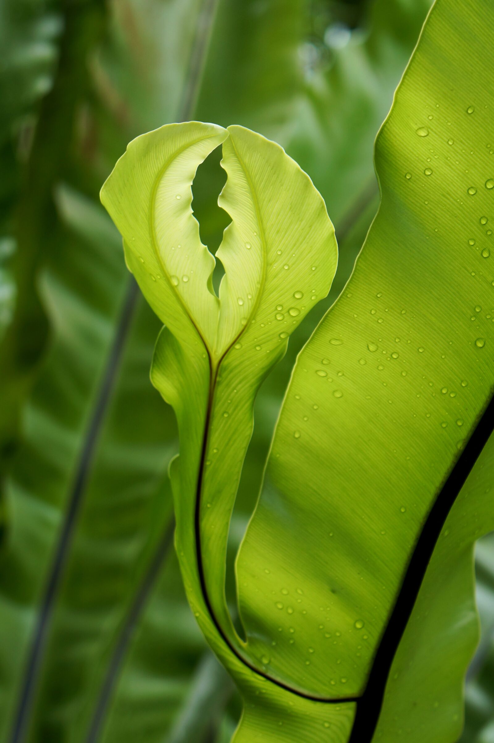 Sony Alpha NEX-F3 + Sony E 18-55mm F3.5-5.6 OSS sample photo. Green leaf, fern, natural photography