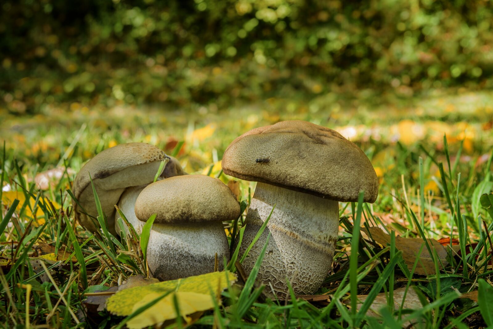 Nikon D800 sample photo. Fungus, bolet of poplars photography