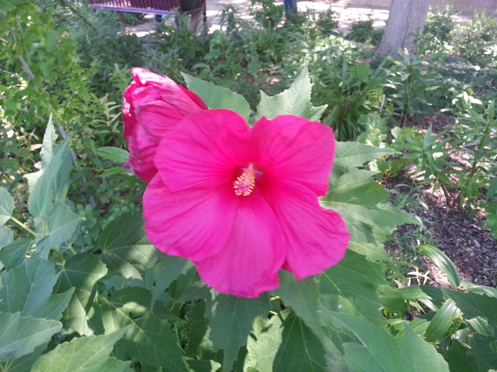 Samsung Galaxy S3 sample photo. Pink, flower, garden photography