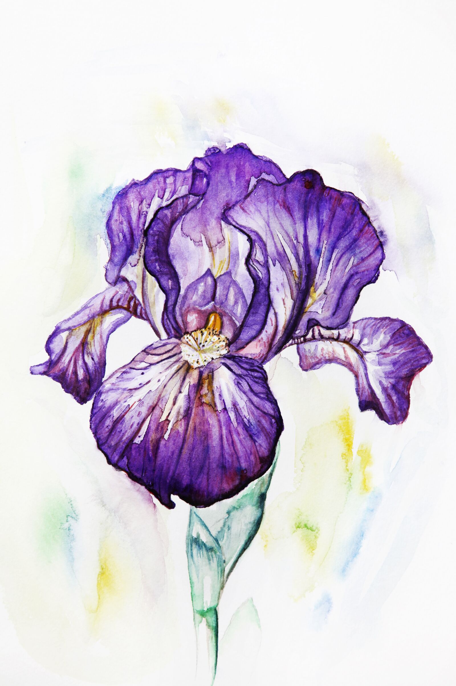 Canon EOS 5D Mark II sample photo. Iris, purple, violet photography