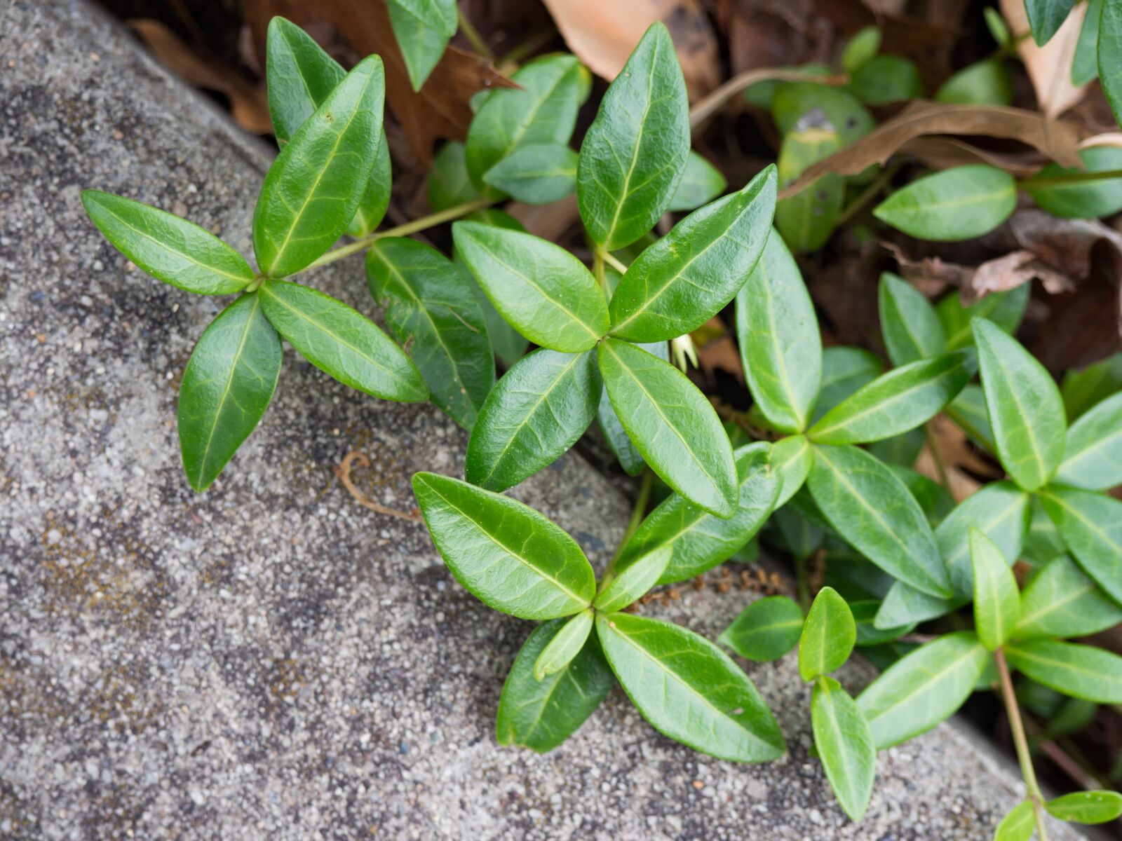 Olympus OM-D E-M10 sample photo. Nature, leaves, ground photography