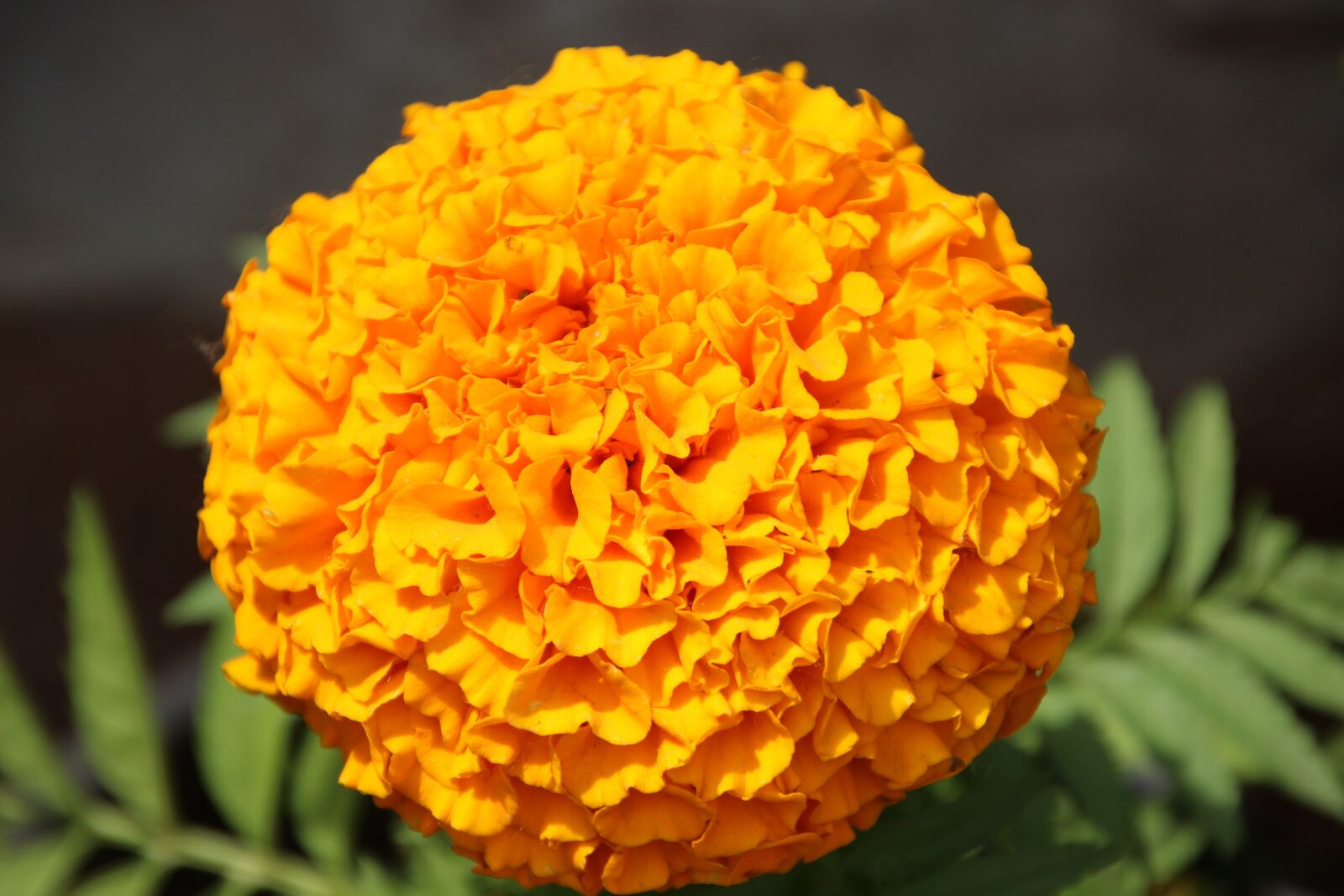 Canon EOS 600D (Rebel EOS T3i / EOS Kiss X5) sample photo. Mexican marigold, orange flower photography