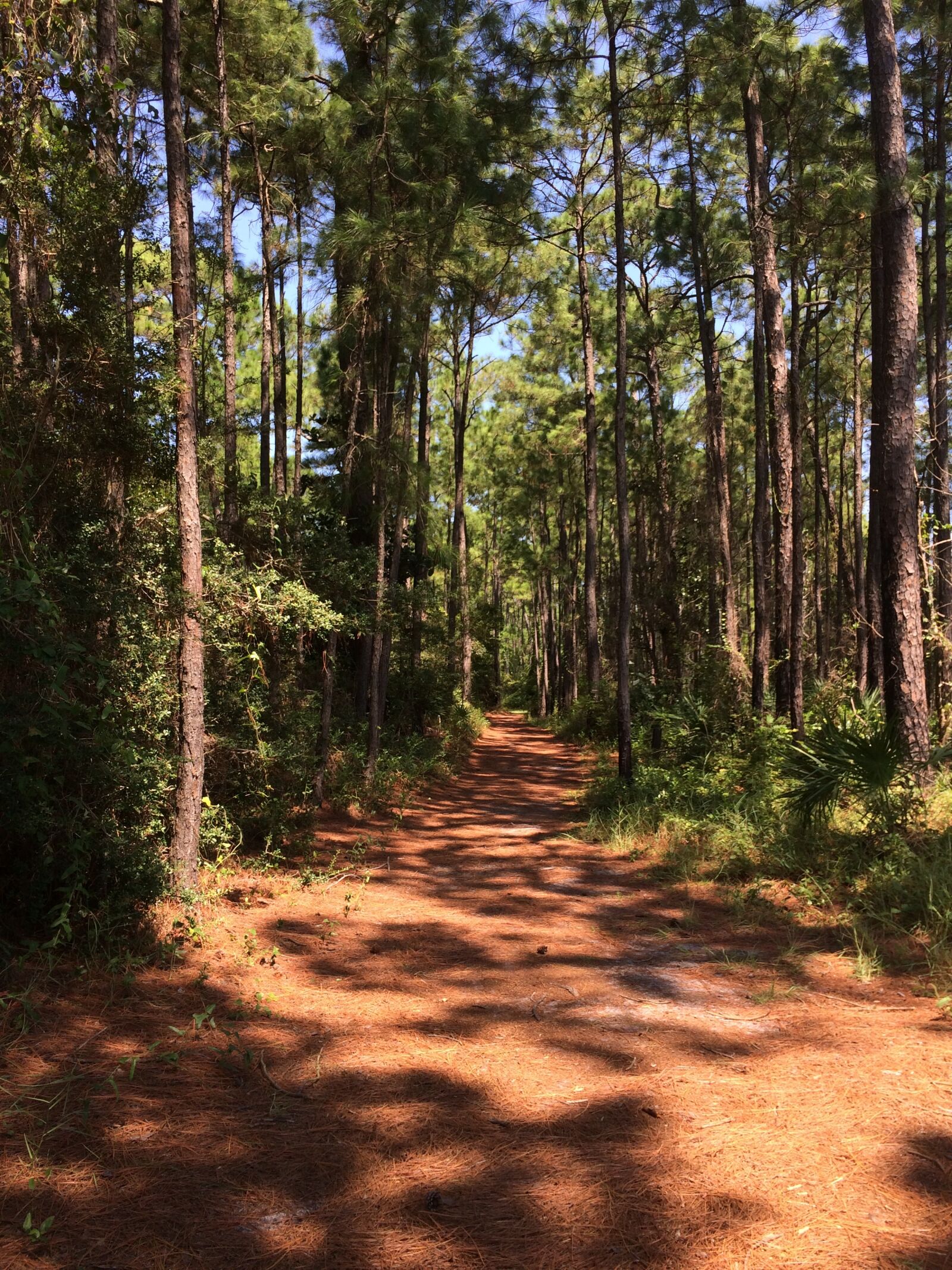 iPhone 5s back camera 4.15mm f/2.2 sample photo. Forest, path, nature photography