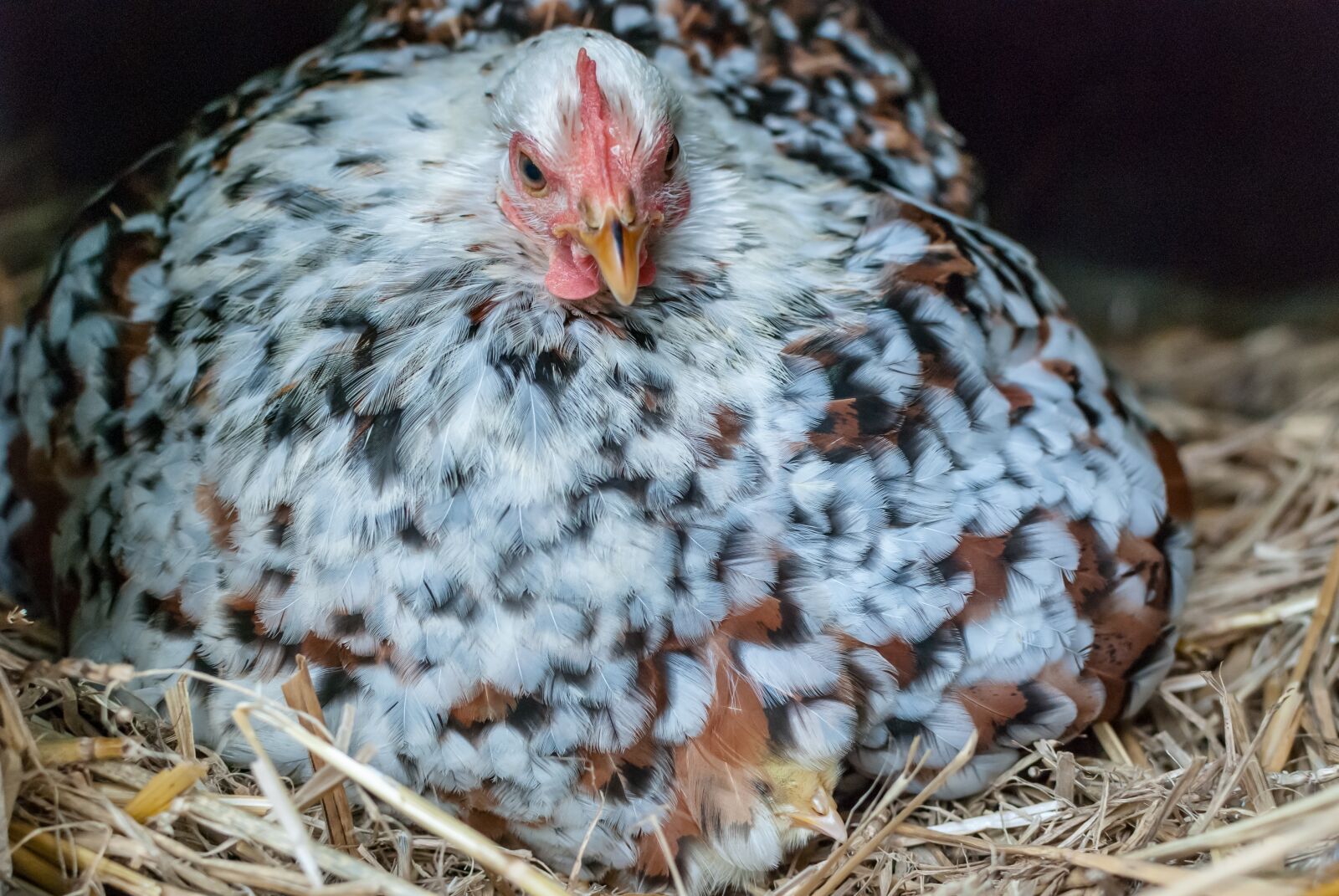 Nikon D80 sample photo. Hen, pekin, thousand photography