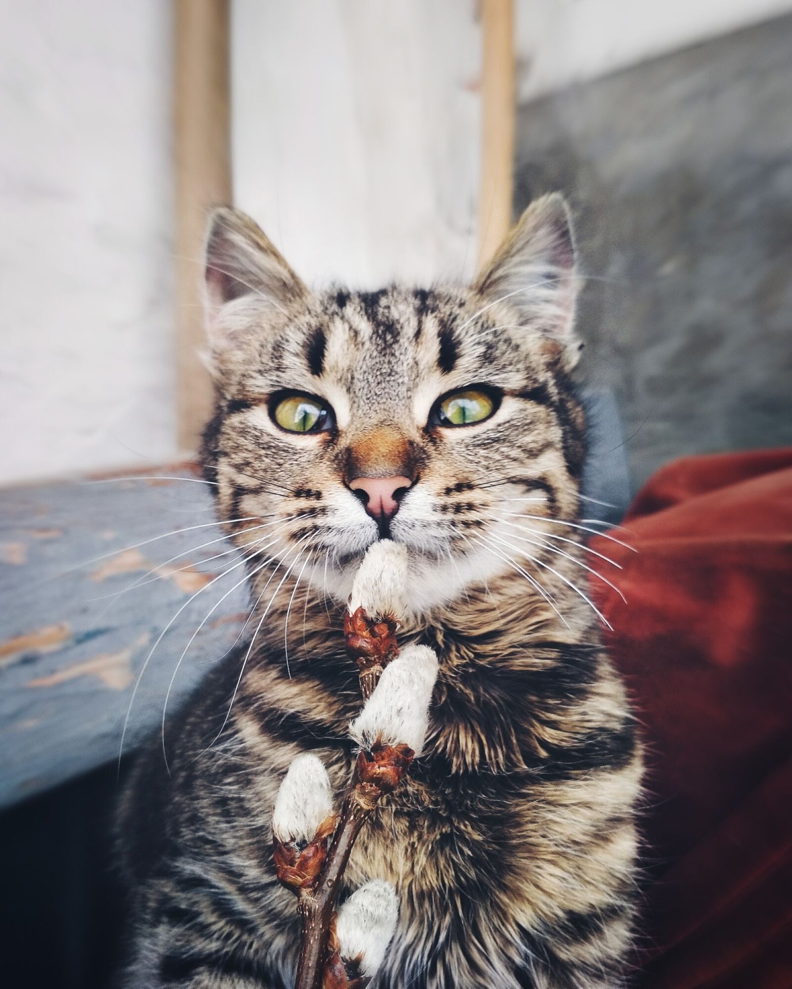 Xiaomi Redmi 4X sample photo. Cat, animals, cute photography