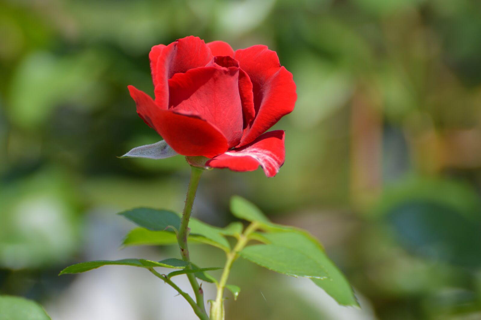 Nikon D3200 sample photo. Red roses, summer, garden photography